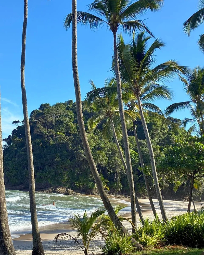 Praia de areia clara entre palmeiras e Mata Atlântica em Itacaré